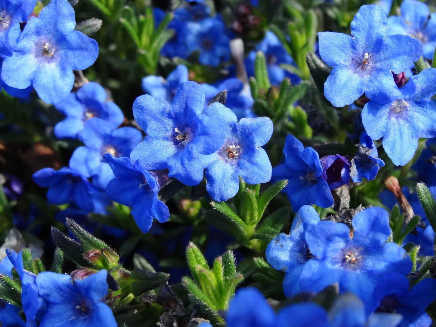 Литодора. Литодора Heavenly Blue. Lithodora diffusa Heavenly Blue. Литодора diffusa. Литодора раскидистая "Grace Ward".