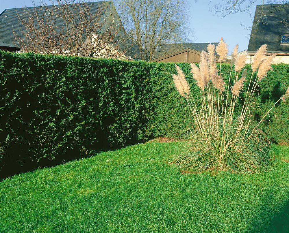 Green Leylandii | 60-90CMS | Hedging Conifers | Evergreen | Ready to Plant | 2-3ft | 2ltr Pots