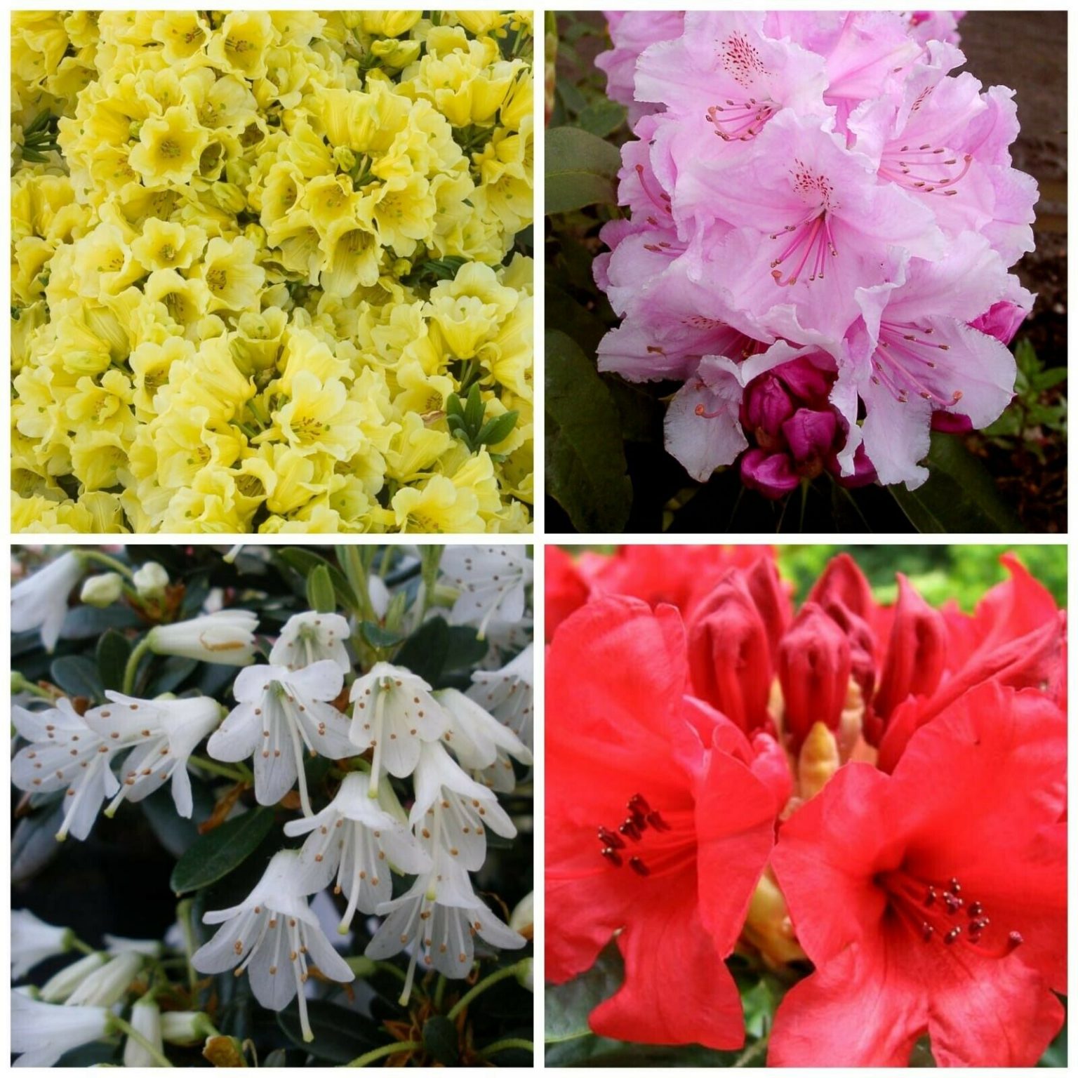 12 X MIXED DWARF RHODODENDRON SHRUBS FLOWERS - Meredith Nurseries