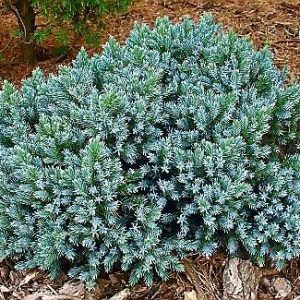 Blue Star Dwarf Conifers