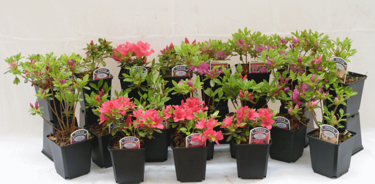 12 MIXED DWARF JAPANESE AZALEA EVERGREEN SHRUB HARDY GARDEN SHRUBS IN ...