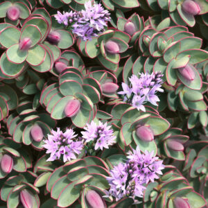 Hebe Red Edge Shrub in 2 Litre Pot – Evergreen Garden Plant