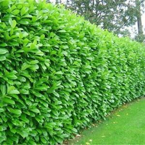 Cherry Laurel | Evergreen Hedging | 120-150cm | 5ltr Pots