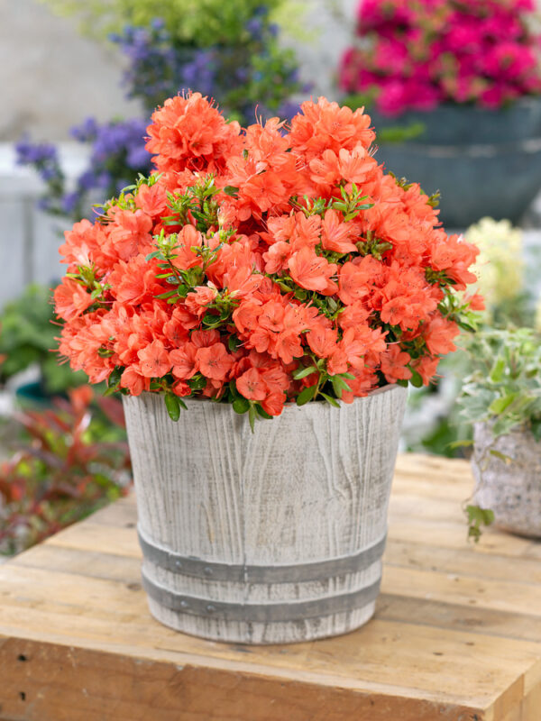 Dwarf Evergreen Azalea Shrub Plant orange Flowers - 2ltr Pot - (1 Pack)