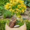 [x1] Euonymus Emerald n Gold | Evergreen Hardy Shrub | Flowering | 2ltr
