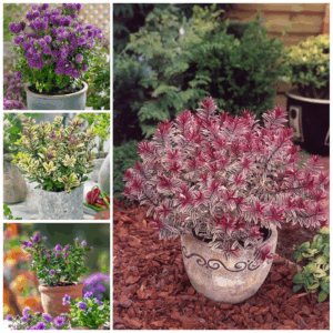 [x4] Hebe Plants | Evergreen Garden Ready Shrubs | Colourful Flowering Display | Mix Pack | 2ltr