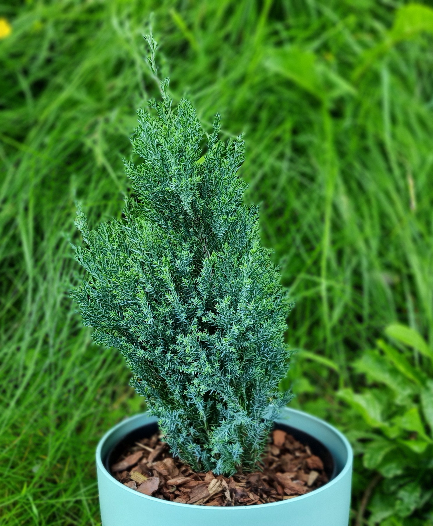 Chilworth Silver dwarf conifer