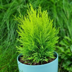 Golden Dwarf Conifer Plant in 2 Litre Pot