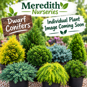 Chamaecyparis Pisifera ‘Plumosa Aurea Nana’ – Golden Dwarf Conifer - 2 Litre Pot