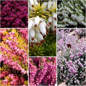 6 Mixed Winter Heather Plants in P9 Pots – Winter Garden Colour