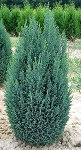 Ellwoodii Dwarf Conifer Plant in 2 Litre Pot – Evergreen Lawson Cypress