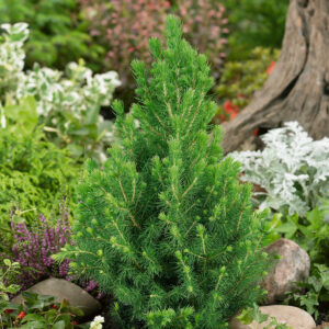 Conica Dwarf Conifer Plant in 2 Litre Pot – Evergreen Garden Shrub