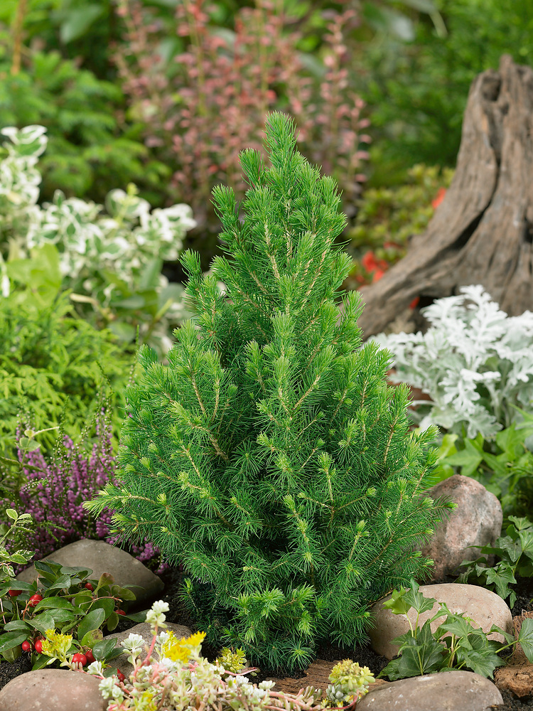 Conica Dwarf Conifer Plant in 2 Litre Pot – Evergreen Garden Shrub 1 Conica Dwarf Conifer Plant in 2 Litre Pot – Evergreen Garden Shrub
